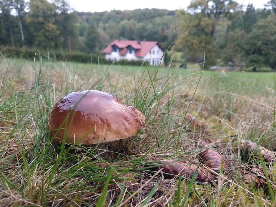 Wald-Apartment Limabach - Oberfrohna Dış mekan fotoğraf